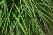 Chinaschilf - Miscanthus sinensis Yakushima Dwarf - weitere Ansicht